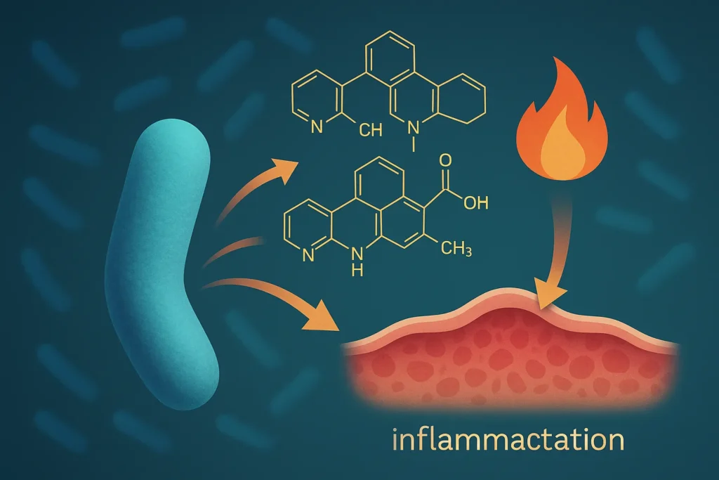 How Lactobacillus species may fight inflammation